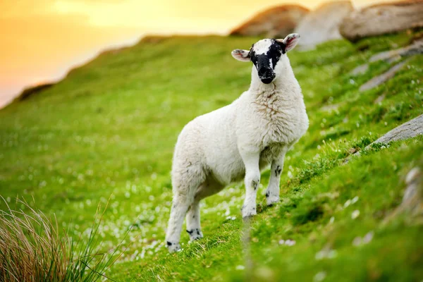 Баран відзначений барвистими випас в зелених пасовищах. Дорослі вівці та дитячі ягнята харчуються зеленими луками Ірландії. — стокове фото