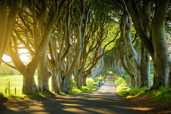 De Dark Hedges, een laan van beukenbomen langs Bregagh Road in County Antrim. Toeristische attracties in nothern Ierland. — Stockfoto