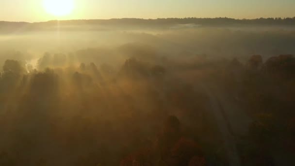 Красива туманна лісова повітряна сцена восени з апельсиновим і жовтим листям — стокове відео