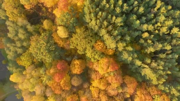 Aerial top down view of autumn forest with green and yellow trees — Stock Video