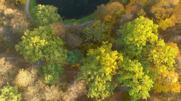 Letecký shora dolů pohled na podzimní les se zelenými a žlutými stromy — Stock video
