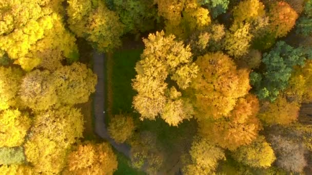 Yeşil ve sarı ağaçlarile sonbahar ormanı havadan yukarıdan aşağıya görünümü — Stok video