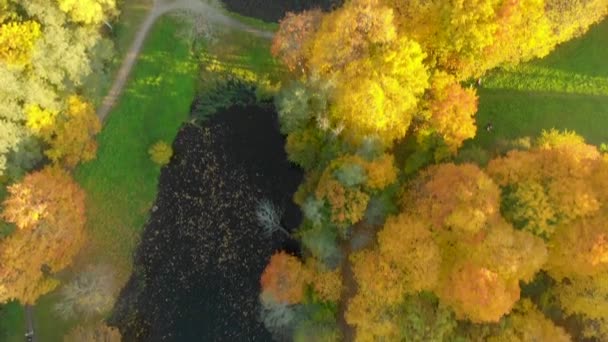 Aerial top down view of autumn forest with green and yellow trees — Stock Video