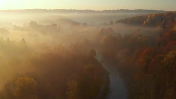 Красива туманна лісова повітряна сцена восени з апельсиновим і жовтим листям — стокове відео