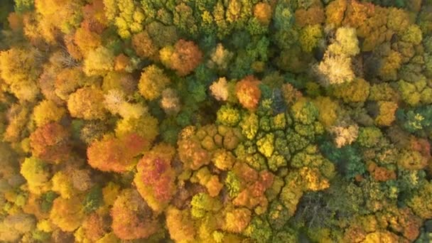 Вид зверху вниз осіннього лісу з зеленими і жовтими деревами — стокове відео