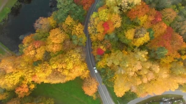 Vista a volo d'uccello di una strada con auto che passano nella foresta autunnale — Video Stock