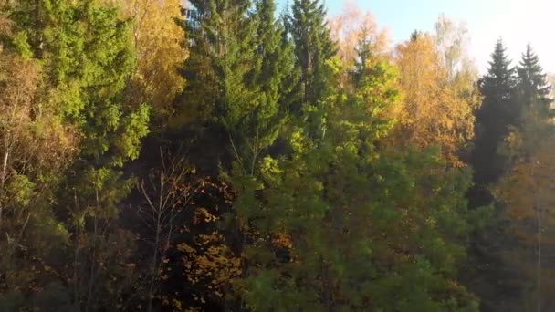 Aerial view of autumn forest with green and yellow trees — Stock Video