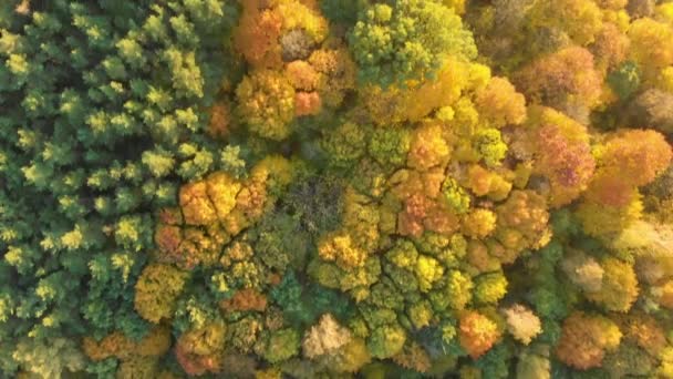 Antenne von oben nach unten Ansicht des Herbstwaldes mit grünen und gelben Bäumen — Stockvideo