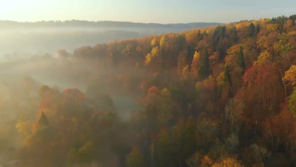 Hermosa escena aérea de bosque brumoso en otoño con follaje naranja y amarillo — Vídeo de stock