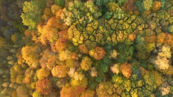 Antenn uppifrån och ned syn på höst skogen med gröna och gula träd — Stockvideo