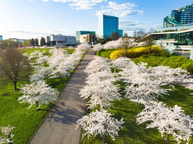 Vilnius şehir merkezinde çiçek açan sakura parkının güzel hava manzarası. Sugihara kiraz ağacı bahçesi güneşli bir nisan sabahı çiçek açıyor. Litvanya, Vilnius 'ta İlkbahar.