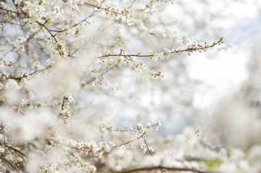 İlkbaharda açan güzel kiraz ağacı. Doğada güzellik. Açık havada güneşli bir bahar gününde kiraz dalları.