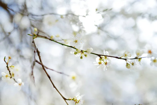 春には美しい桜が咲きます 自然の美しさ 春の晴れた日に屋外で公開桜の枝 — ストック写真