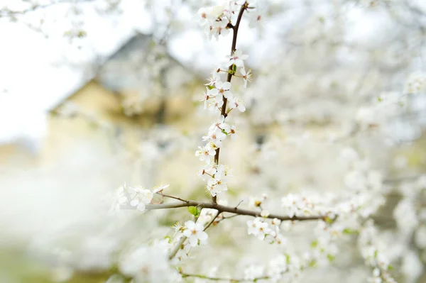 Beau Cerisier Fleurissant Printemps Beauté Dans Nature Tendre Branches Cerisier — Photo