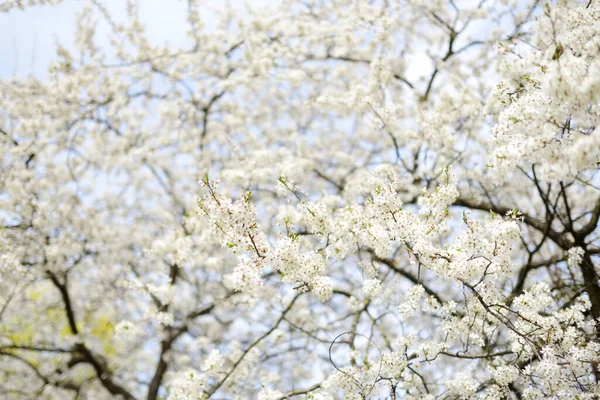 Beau Cerisier Fleurissant Printemps Beauté Dans Nature Tendre Branches Cerisier — Photo