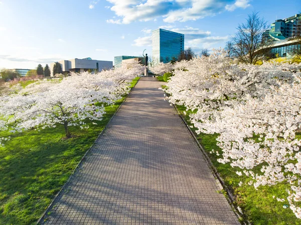 Bela Vista Aérea Parque Sakura Florescente Centro Cidade Vilnius Sugihara — Fotografia de Stock