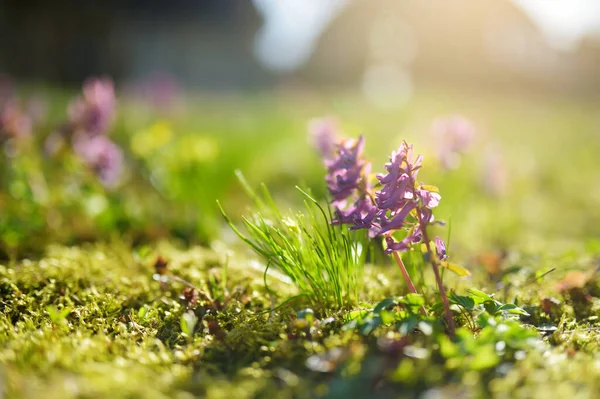 Kwiaty Corydalis Kwitnące Wiosennym Ogrodzie Alpejskim Wzgórzu Piękne Fioletowe Wiosenne — Zdjęcie stockowe