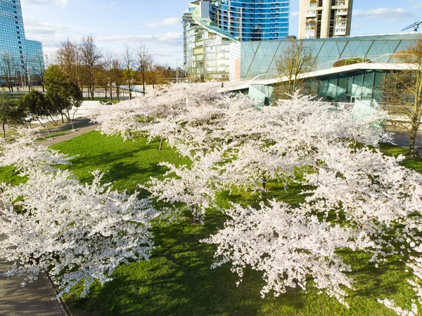 Bela Vista Aérea Parque Sakura Florescente Centro Cidade Vilnius Sugihara — Fotografia de Stock