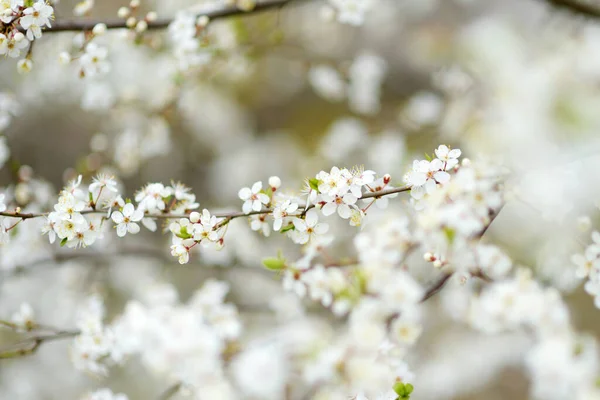 Hermoso Cerezo Floreciendo Primavera Belleza Naturaleza Tiernas Ramas Cereza Soleado — Foto de Stock