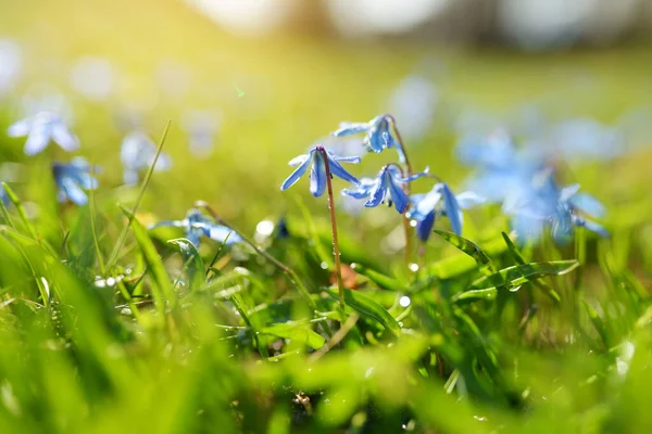Scilla Bloemen Bloeien Lentetuin Alpenheuvel Mooie Blauwe Lentebloemen Een Zonnige — Stockfoto