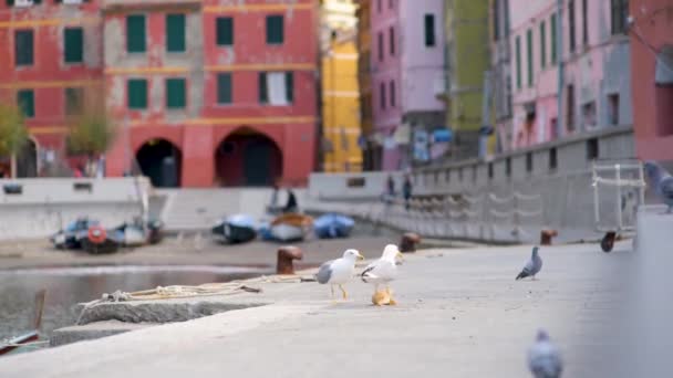 Palomas y gaviotas en el pequeño puerto deportivo de Vernazza, Cinque Terre, Liguria, Italia — Vídeos de Stock