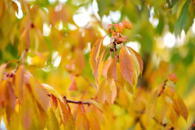Güzel altın kiraz yaprakları Parlak bir sonbahar gününde bir ağaç dalında