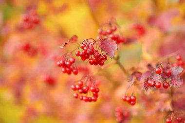 Sonbahar günü viburum bitkisinin parlak kırmızı meyveleri. Güzel, parlak sonbahar bitkileri