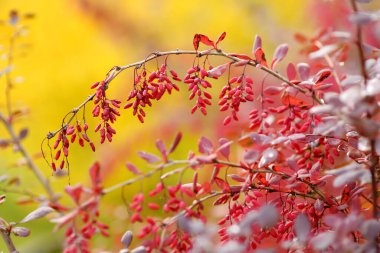 Sonbahar günü bir dalda parlak kırmızı böğürtlen. Berberis Darwinii bitkisi. Güzel, parlak sonbahar bitkileri.
