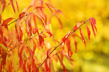 Güzel altın kiraz yaprakları Parlak bir sonbahar gününde bir ağaç dalında