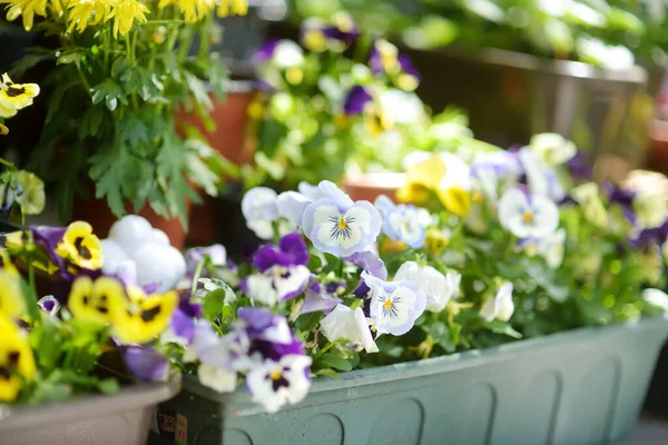 Various Green Plants Blossoming Flowers Boxes Doorstep Decorating House Windows — Stock Photo, Image