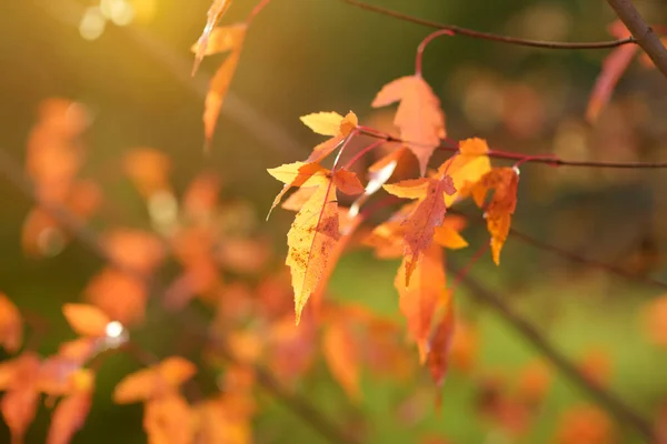 Όμορφη Χρυσή Γιαπωνέζικη Φύλλα Σφενδάμου Ένα Κλαδί Δέντρου Φωτεινή Φθινοπωρινή — Φωτογραφία Αρχείου