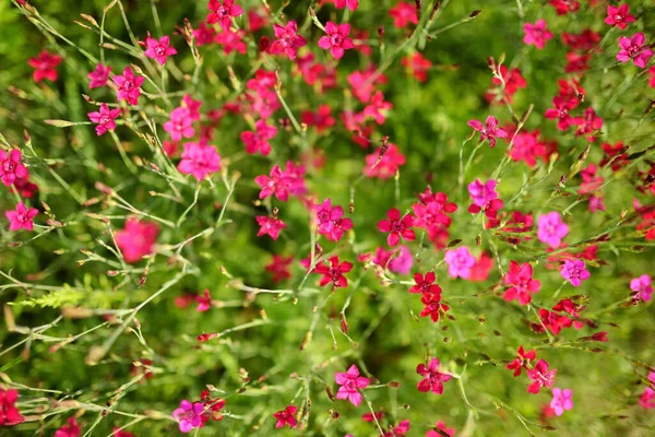 Pink Wild Carnation Flowers Blurred Green Background Summer Season Decorative — Stock Photo, Image