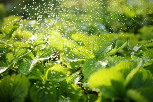 夏にイチゴの植物に水をやる 新鮮なイチゴの葉に水を垂らします 日の出光 — ストック写真