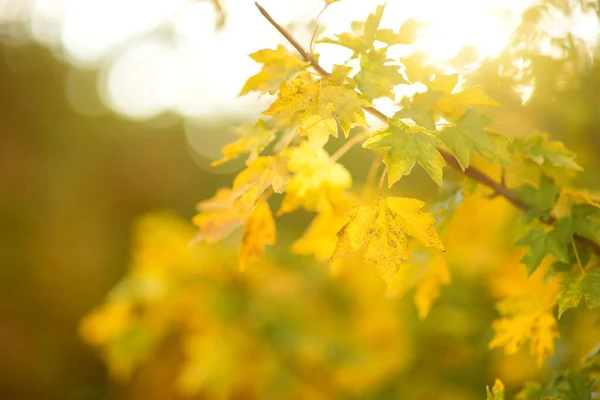 Schöne Goldene Ahornblätter Auf Einem Ast Einem Strahlenden Herbsttag — Stockfoto