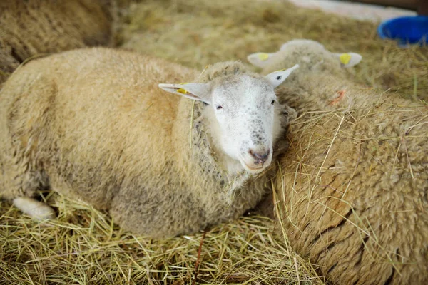 Овцы Небольшом Зоопарке Традиционном Рождественском Рынке Риге Латвия Счастливых Зимних — стоковое фото