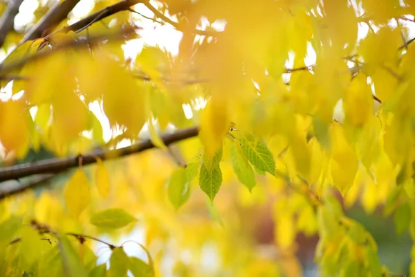 Schöne Goldene Blätter Auf Einem Ast Einem Strahlenden Herbsttag — Stockfoto