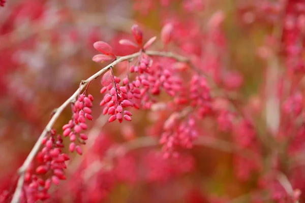 Ярко Красные Ягоды Ветке Осенью Berberis Darwinii Plant Красивая Яркая — стоковое фото