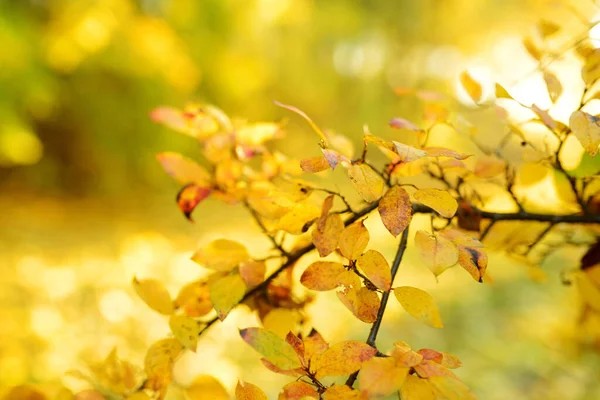 Schöne Goldene Blätter Auf Einem Ast Einem Strahlenden Herbsttag — Stockfoto