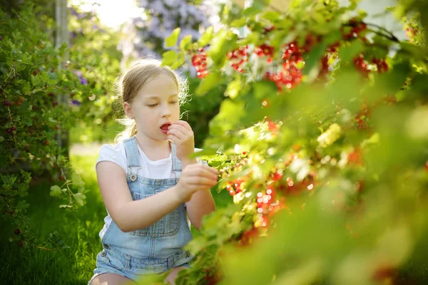 Carino Giovane Ragazza Raccogliendo Ribes Rosso Giardino Nelle Calde Soleggiate — Foto Stock