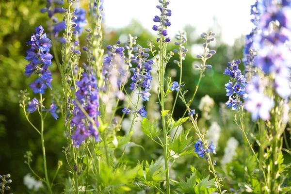 Blaue Delphinienblüten Blühen Sonnigen Sommertagen Auf Dem Beet Schönheit Der — Stockfoto