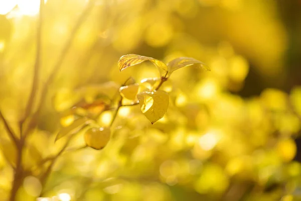 Прекрасные Золотые Листья Ветке Дерева Яркий Осенний День — стоковое фото