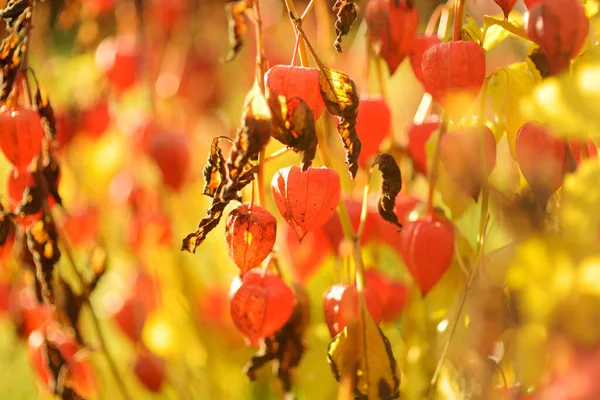 Flores Brillantes Forma Linterna Naranja Physalis Día Soleado Otoño Rama —  Fotos de Stock