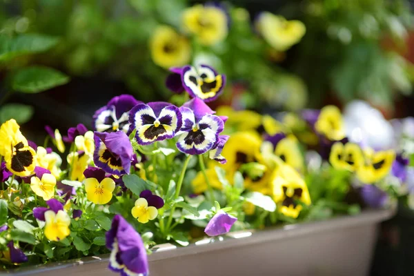 Vari Impianti Verdi Fiori Fiorenti Scatole Gradino Della Porta Decorare — Foto Stock