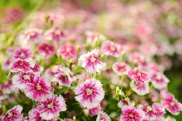 淡緑色の背景に薄紅色の野花を咲かせます 夏のシーズン 装飾花 — ストック写真