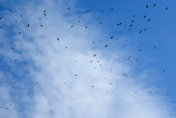 Birds flying in the sky with a clouds in the background.