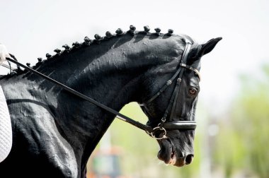 siyah binek atı portresi