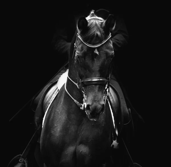 Zwart Dressuur Paard Van Trakehner Ras Portret Zwarte Achtergrond — Stockfoto