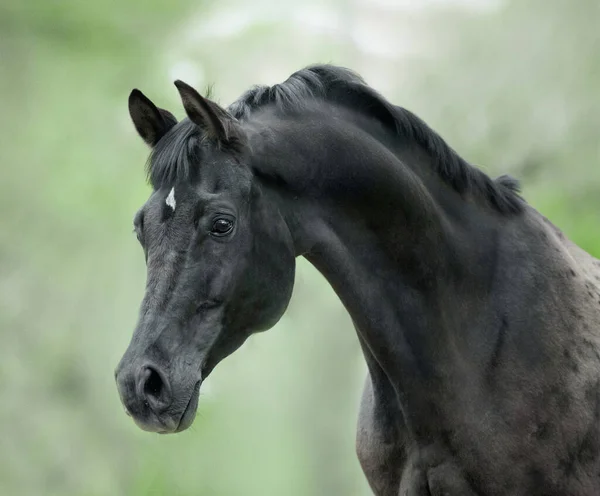 Schönes Schwarzes Pferd Porträt Nahaufnahme — Stockfoto
