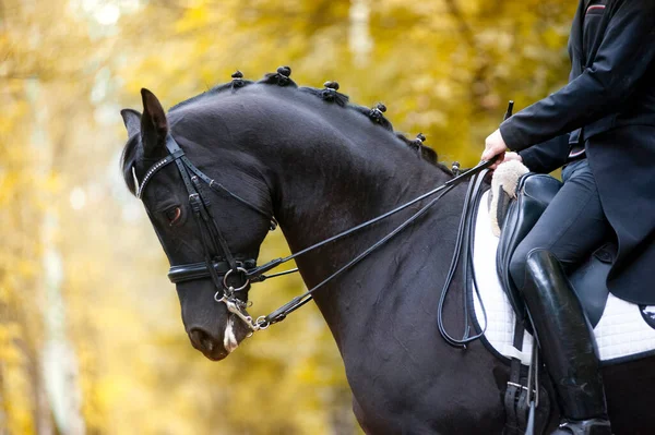 秋の公園に囲まれたハーネスの馬の肖像画 — ストック写真