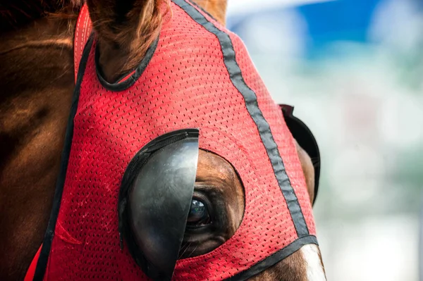 Eye Throrughbred Horse Mask Closeup — Stock Photo, Image